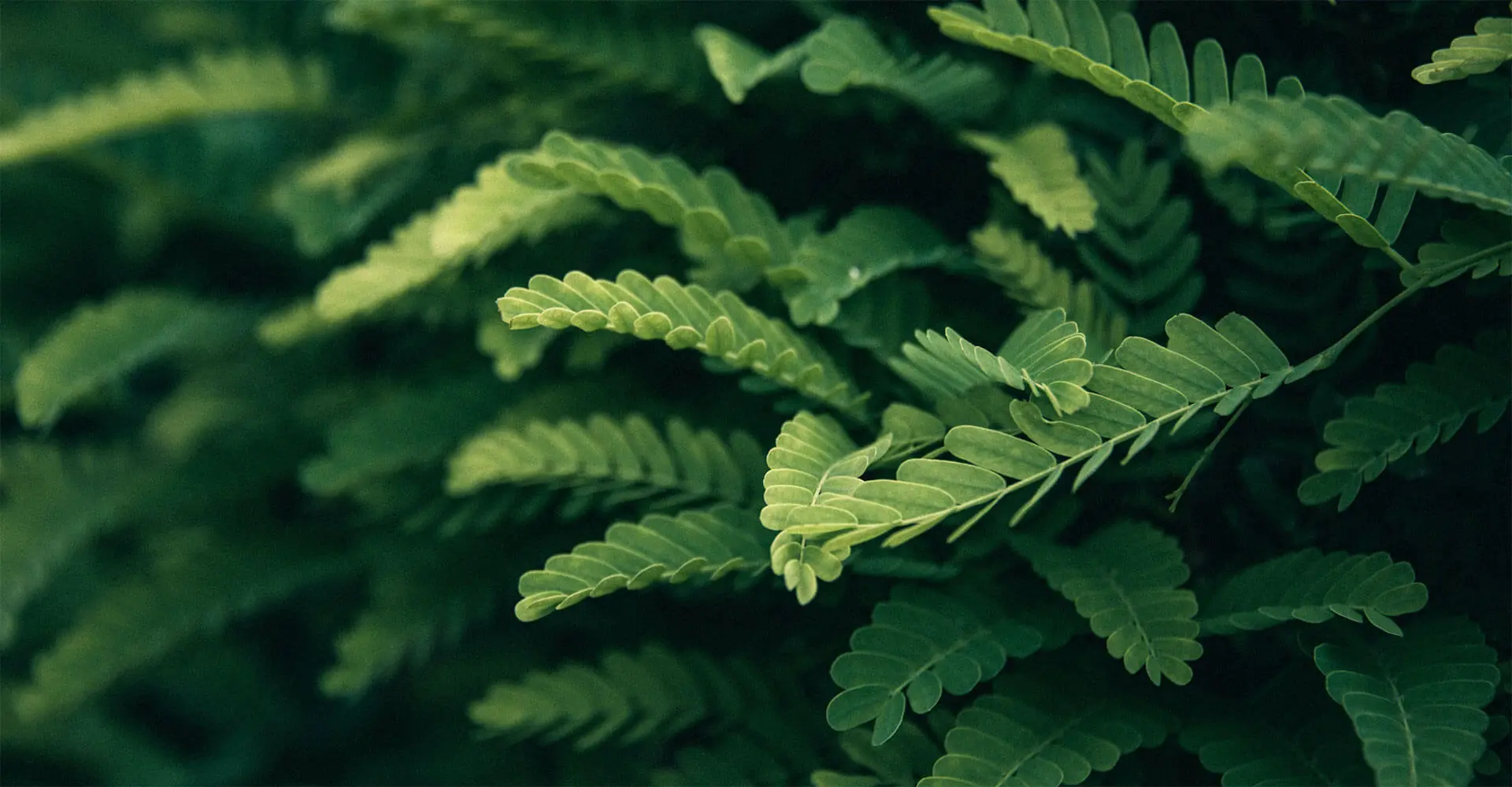北京纳诺泰克生物科技有限公司